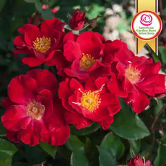 Top Gun™ Shrub Rose Plant