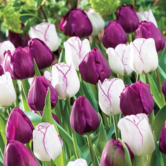 Purple Majesty Tulip