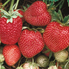 Sparkle Supreme Junebearing Strawberry Plant