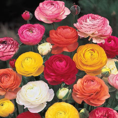 Mixture Ranunculus  Corms Bulbs Growing Bonsai Roots Rhizomes Tubers Potted Planting Reblooming Fragrant Garden Species Blooms Flower Seeds Plant Gardening