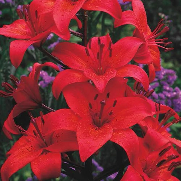 Gran Paradiso Asiatic Lily