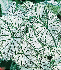 Fancy Leaf Caladium - White Christmas - One Large Size Root - Striking White and Green Foliage - Hardy in Zones 9-11 - Perfect for Shaded Gardens and Containers