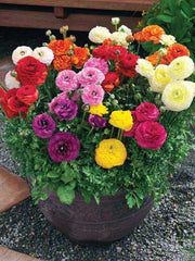 20 Pack Ranunculus Mixed Color Bulbs Buttercup Bulbs Perennial Flower Bulbs for Planting in Gardens,  ranunculus bulbs