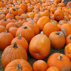 Small Sugar Pumpkin Seeds for Planting - Non-GMO Heirloom Packet with Instructions to Plant a Home Vegetable Garden - Great Gardening Gift - 10 Seeds Per Pack (1 Packet)
