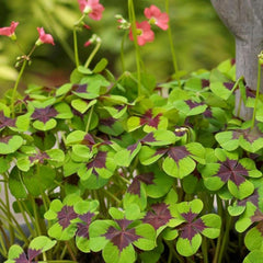 Easy to Grow Oxalis Shamrock 'Iron Cross' Plant Bulbs (20) - Green & Purple Foliage & Pink Flowering Blooms for Indoor & Outdoor Gardens
