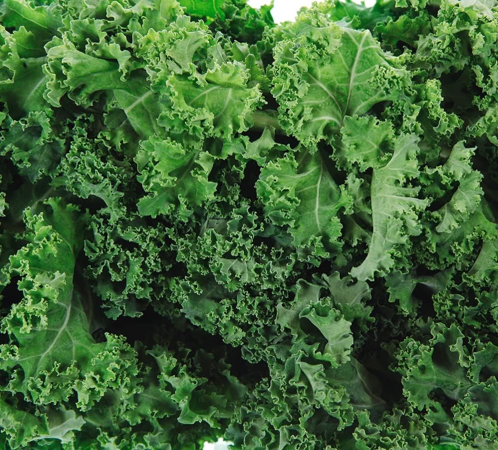 Dwarf Siberian Kale Seeds for Planting Heirloom Non GMO Packets 200 Seeds - Plant & Grow Kale in Home Outdoor Garden, Great Gardening Gift - 1 Packet