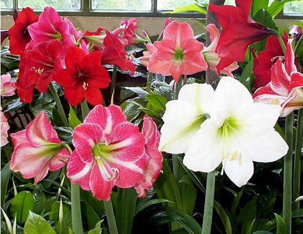 3 Mixed Amaryllis Bulbs Special Holiday Bulk Pricing! Wonderful to Gift As-is to Your Gardening Friends Bulbs Size 16-20cm