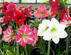 3 Mixed Amaryllis Bulbs Special Holiday Bulk Pricing! Wonderful to Gift As-is to Your Gardening Friends Bulbs Size 16-20cm