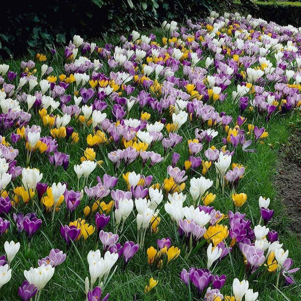 12 Bulbs Mixed Giant Crocus, Saffron Crocus Bulbs - Purple, Yellow, White Flowers, Crocus Bulbs for Fall Planting - Easy to Grow