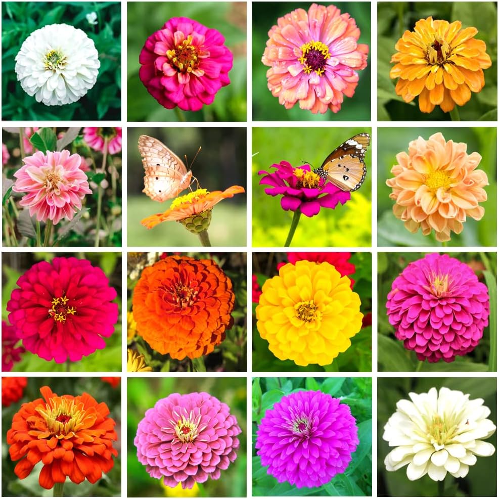 Color Zinnia 500+ Mix Colors Zinnia Seeds for Planting Outdoors Heirloom Non-GMO 90% ...