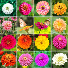 500+ Mix Colors Zinnia Seeds for Planting Outdoors Heirloom Non-GMO 90% High Germination Rate Open Pollinated Zinnia elegans Seeds