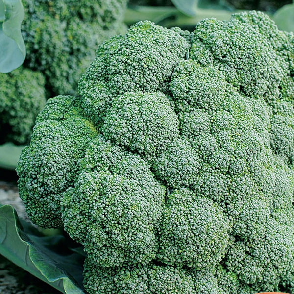 Broccoli, Waltham Seeds, 1.6g