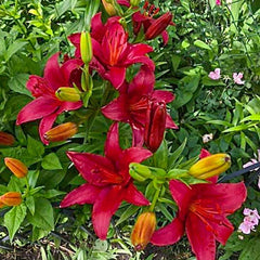 Gran Paradiso Lily