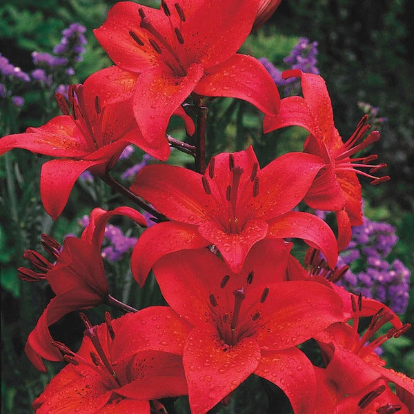Gran Paradiso Lily