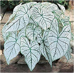 Dwarf Candidum Jr. - White Caladium - One Top Size Roots - Compact Heart-Shaped White Foliage - Hardy in Zones 9-11 - Ideal for Gardens and Containers