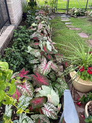Caladium Bulbs for Planting - Fancy Leaf Mixed Caladium Large Bulbs for Planting Bulk Spring Bulbs to Plant in Spring Bulbs for Planting Outdoors - Elephant Ears Bulbs Size 4-7cm