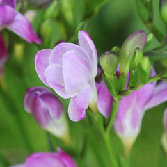 Freesia 'Single Flowering Mix' Plant Bulbs (15 Pack) - Fragrant Colorful Mix Flowering Blooms in Spring Gardens