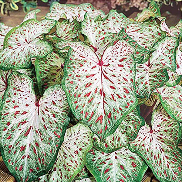 Dwarf Gingerland Caladium - One Top Size Roots - White Leaves with Red Marks | Hardy in Zones 9-11 - Compact Caladium for Garden and Pots | Caladium Plants for Shaded Areas
