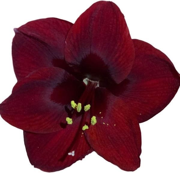 Black Pearl Amaryllis Bulb - Single Blooming Amaryllis, Easy to Grow Bulbs Size:24cm+