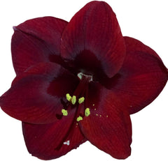 Black Pearl Amaryllis Bulb - Single Blooming Amaryllis, Easy to Grow Bulbs Size:24cm+ - Seedsplant
