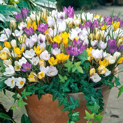 12 Bulbs Mixed Giant Crocus, Saffron Crocus Bulbs - Purple, Yellow, White Flowers, Crocus Bulbs for Fall Planting - Easy to Grow