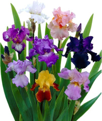 Bearded Iris Califlora 'Colorful Mix' Plant Bulbs (3) - Mixed Colors Flowering Blooms in Spring & Fall Gardens