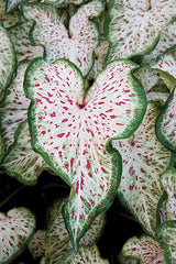 3 Gingerland Caladium Bulbs - Dwarf Fancy Leaf Caladium - 3 Caladium Roots