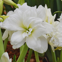 Amaryllis 'Snow Drift' Plant Bulb (1 Pack 24/26cm) - Double White & Cream Flowering Blooms for Indoor & Outdoor Gardens