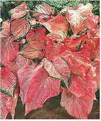 3 Pink Symphony Caladium - Large Size Root - Striking Pink and Green Foliage - Hardy in Zones 9-11 - Ideal for Shade Gardens and Containers