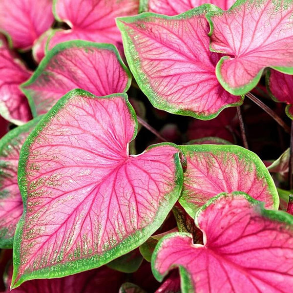 3 Florida Sweetheart Caladium Bulbs - Fancy Leaf Caladium - 3 Caladium Roots