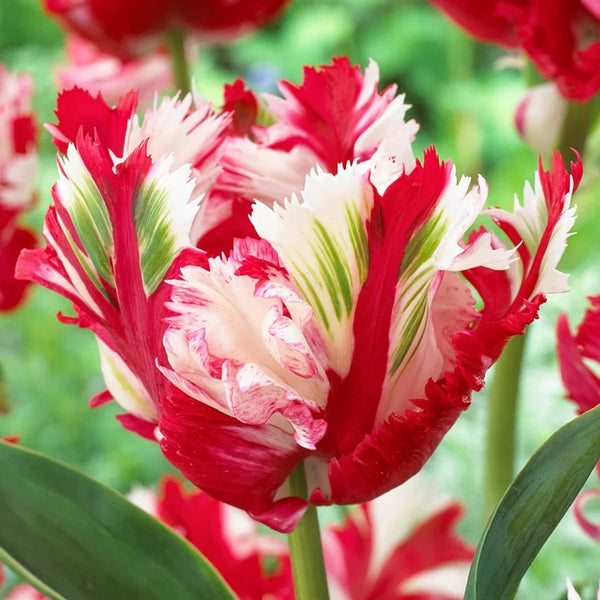 Estella Rijnveld Tulip