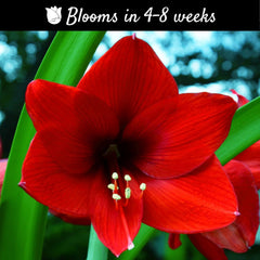 Amaryllis 'Ferrari Red' (5 Pack) - Bright Red Flowering Blooms for Indoors & Outdoor Gardens Size 22/24cm
