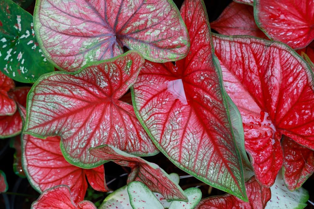 6 Freida Hemple Caladium Bulbs for Planting - Perennial Hosta, Elephant Ears, Fancy (6 Bulbs)