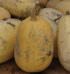 Vegetable Spaghetti Squash 10 Seeds - Seedsplant