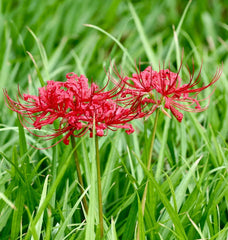 Heirloom Red Lycoris Spider Lilies Bulbs Radiata Hurricane Lily Cluster Amayllis Growing Bonsai Roots Rhizomes Corms Tubers Potted Planting Reblooming Fragrant Garden Species Blooms Flower Seeds Plant Gardening