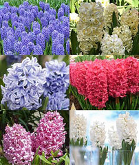 6 Mixed Colors Hyacinth Bulbs - 16-17 cm, Beautiful Blue Blooms for Zones 4-10, Pre-Chilling Required for Zones 8-10 for Optimal Growth