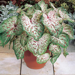 Gingerland Caladium Bulb - Dwarf Fancy Leaf Caladium - 1 Caladium Root