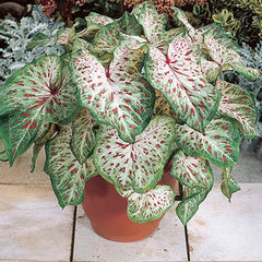 3 Gingerland Caladium Bulbs - Dwarf Fancy Leaf Caladium - 3 Caladium Roots