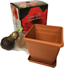 Amaryllis Red Lion Growing Kit. Includes: Big Red Lion Bulb, Plastic Pot and Saucer, and Professional Growing Medium