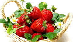 Everbearing Ozark Beauty Strawberry Plants 10 Bare Root Plants - Top Producer