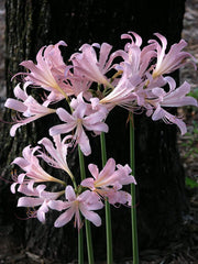 Squamigera Lycoris Spider Lilies Bulbs Radiata Hurricane Lily Cluster Amayllis Growing Bonsai Roots Rhizomes Corms Tubers Potted Planting Reblooming Fragrant Garden Species Blooms Flower Seeds Plant Gardening