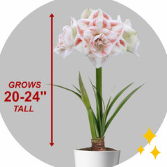 Garden State Bulb Galaxy Nymph Double Amaryllis Flower Bulb, 26/28cm, Holiday Blooms! (Bag of 1)