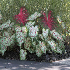 Gingerland Caladium Bulb - Dwarf Fancy Leaf Caladium - 1 Caladium Root