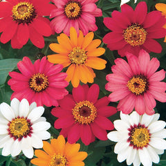 Cut & Come Again Zinnia Seeds 175 seeds