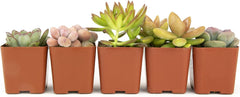 Altman Plants, Live Succulents Plants Live Houseplants (5PK), Succulent Plants Live Indoor Plants, Live Plants Indoor Live House Plants, Succulent Plant Kit, Live Cactus Plants Live in Succulent Soil