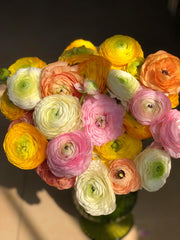 20 Pack Ranunculus Mixed Color Bulbs Buttercup Bulbs Perennial Flower Bulbs for Planting in Gardens,  ranunculus bulbs