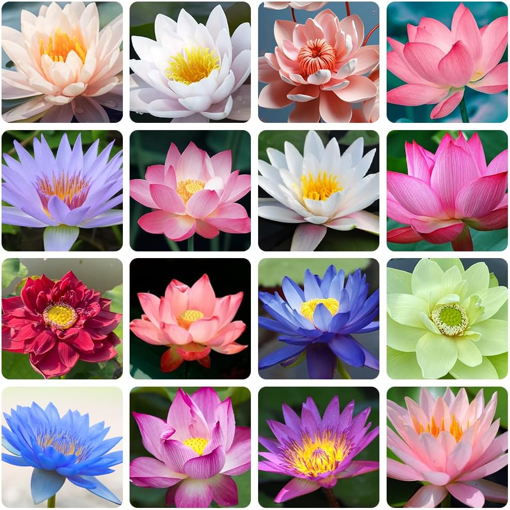 35 Pcs Bonsai Lotus Seeds for Planting Bowl Lotus Seeds, Water Lily Flower Plant Seeds. Great for Beginners and Seasoned Gardeners Alike.