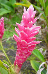 Hawaiian Pink Ginger Plant Root - 1 Pk - 2 Roots pp Discount Hawaiian Gifts