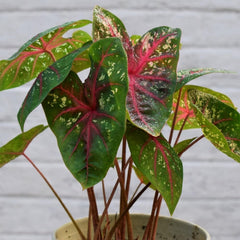 CHUXAY GARDEN Mix Caladium Bicolor-Heart of Jesus 100 Seeds Houseplant Ornamental Large Heart-Shaped Leaves Showy Accent Plant Grows in Garden and pots Low-Maintenance