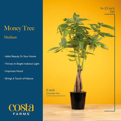 Costa Farms Money Tree (Pachira Aquatica) Live Indoor Bonsai-Style Plant, 8-12 Inches Tall, Braided Trunk Houseplant in Decorative Pot, Easy Care Pet-Friendly Decor